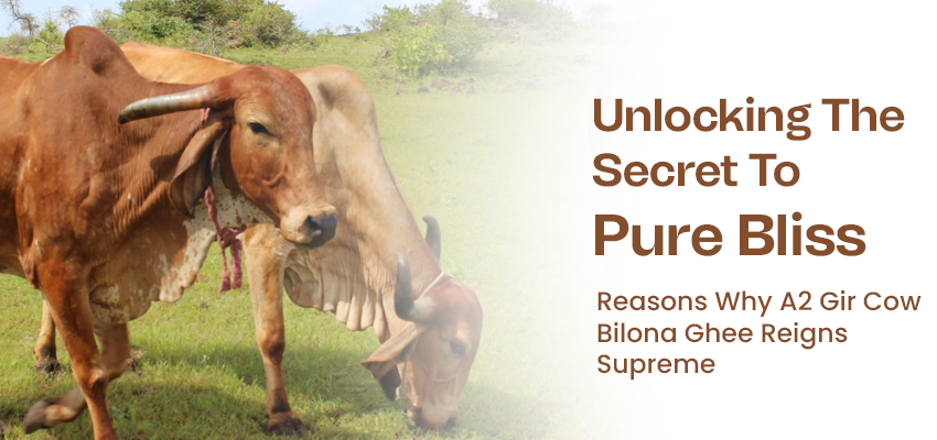 Bilona Ghee:  A True Golden Elixir to Charm Your Health